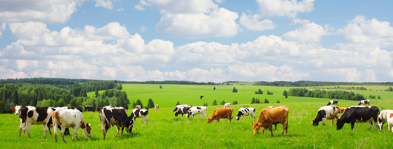 Cows in a field